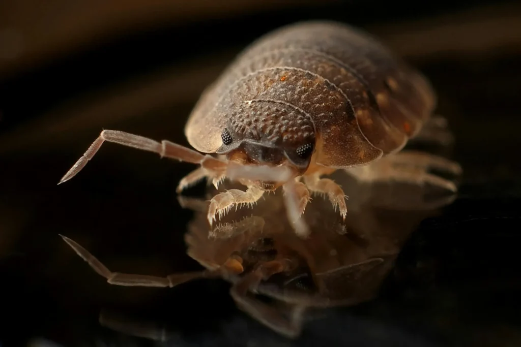 Bed-Bug-Treatment - Richmond Hill Pest Control Pros | Richmond Hill, NY | 201-389-5487
